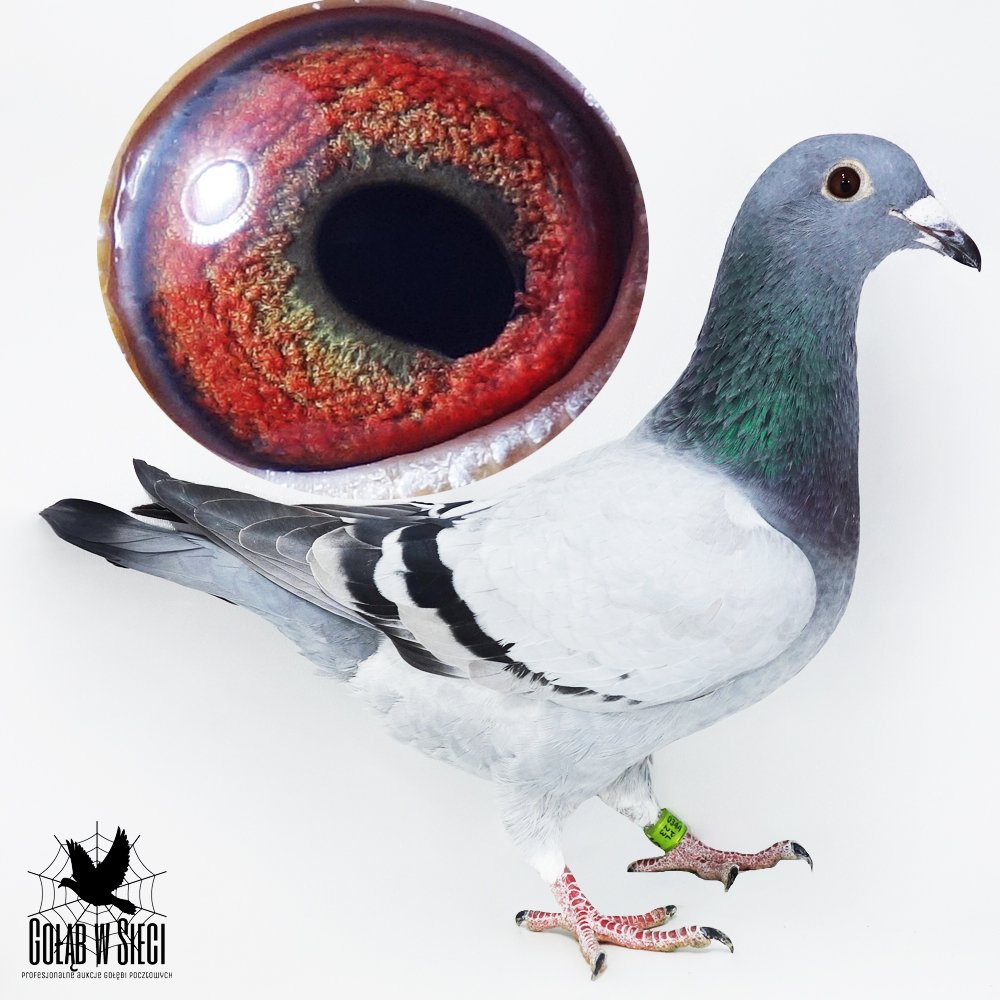 | ANNA & ZBIGNIEW MICHEWICZ | CÓRKA BAZOWEJ SAMICY ROZPŁODOWEJ HODOWLI "1334" ORG. LUBOMIR KUBACEK - PEŁNA SIOSTRA 1ASA WG MAZURY 2018R / WYDAŁA WIELE BARDZO DOBRYCH LOTNIKÓW - JEST ONA WNUCZKĄ SUPER ROZPŁODOWCA "HUGO" HARDY KRUGER I SAMICY ROZPŁODOWEJ "SUDORKA" !! | CÓRKA ROZPŁODOWCA "3145" ORG. LUBOMIR KUBACEK - WNUK SUPER ROZPŁODOWCA "HUGO" HARDY KRUGER / WNUK SUPER LOTNIKA "BRUTUS JR" |