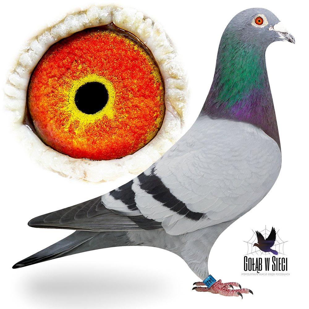 ORG. PAWEŁ MĘDRYSA