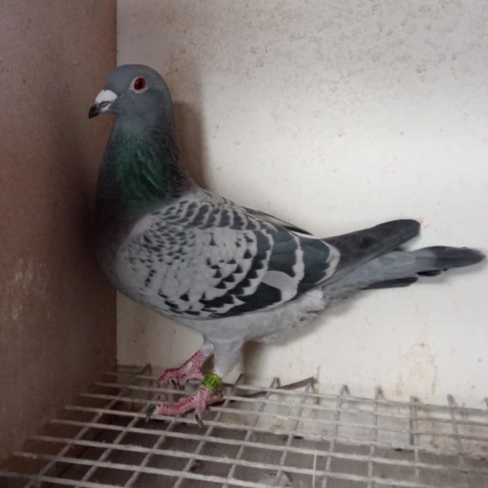 DARCZYŃCA BONU: IWAŃSKI & KUCHARSKI / PZHGP 0173 KOZIENICE - ORG. PAWEŁ & ROBERT BARANOWSCY / TEL: 664-800-584