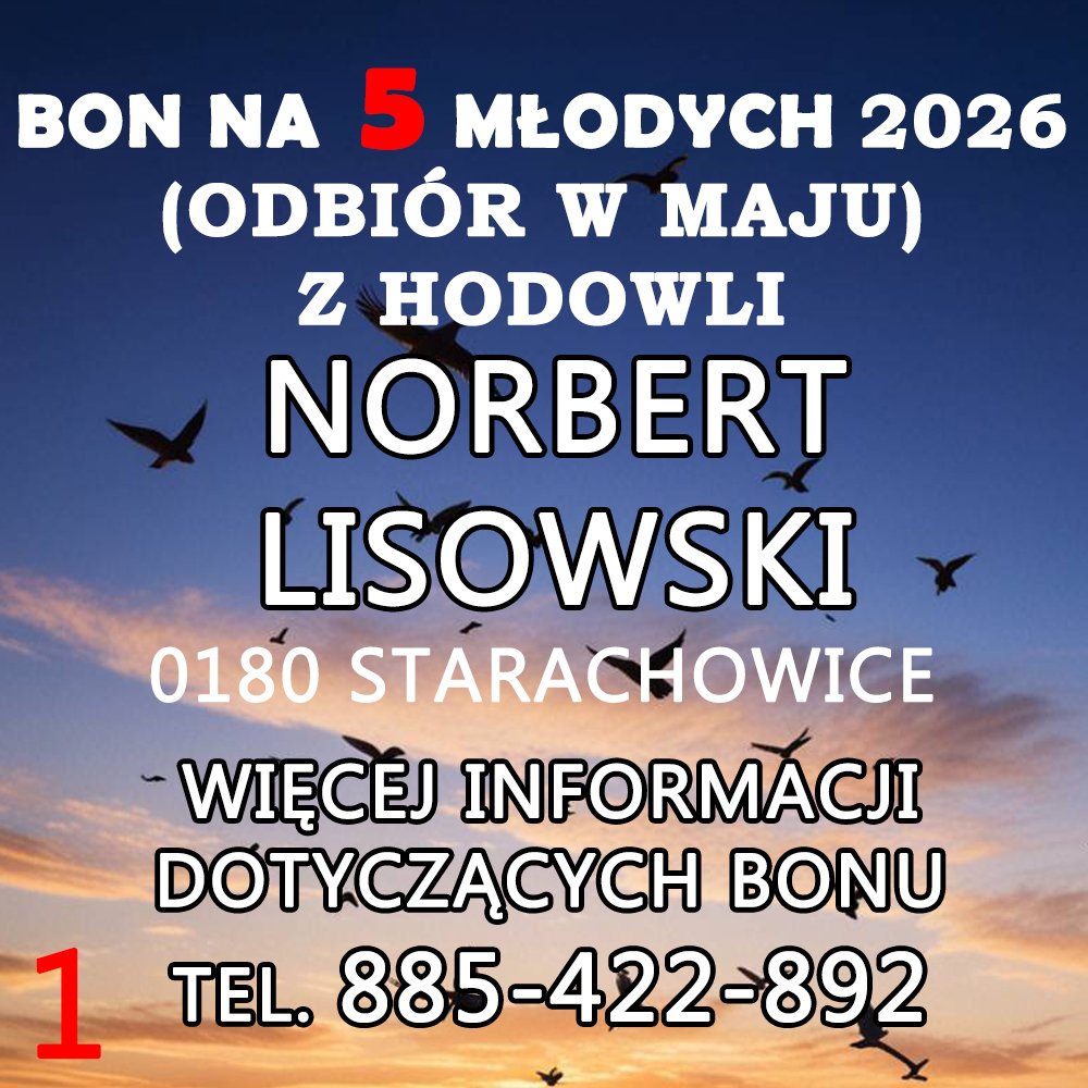 NORBERT LISOWSKI (1)