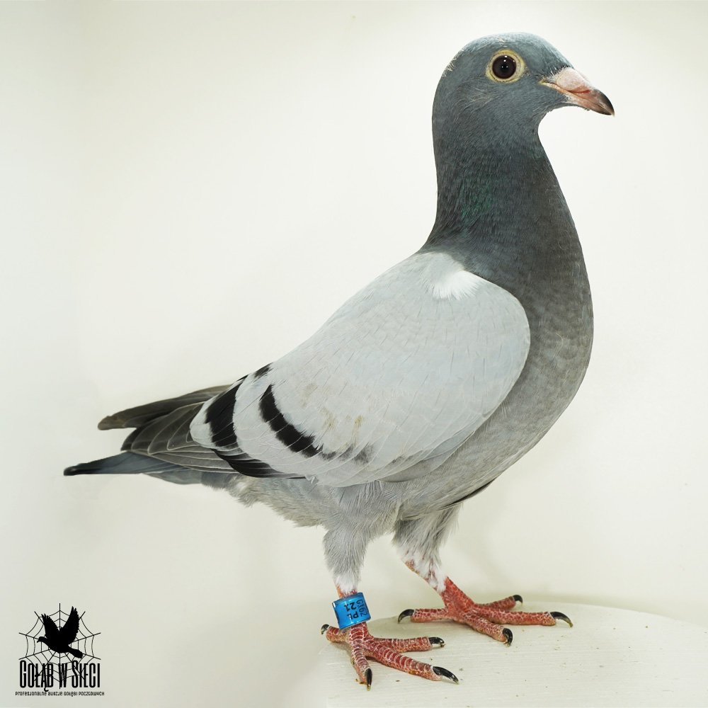 WNUK "808" K. PASZEK - MOCNY INBRED!
