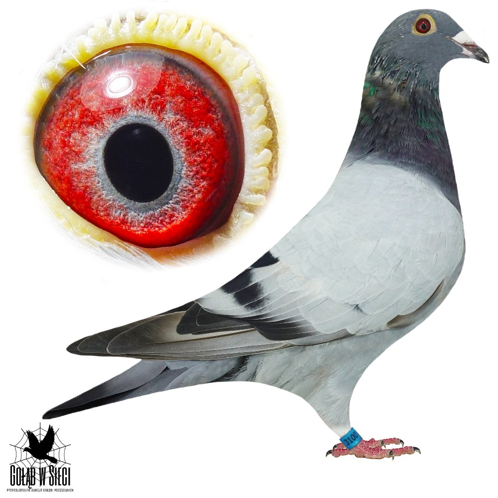 SYN 'CZWÓRKI'