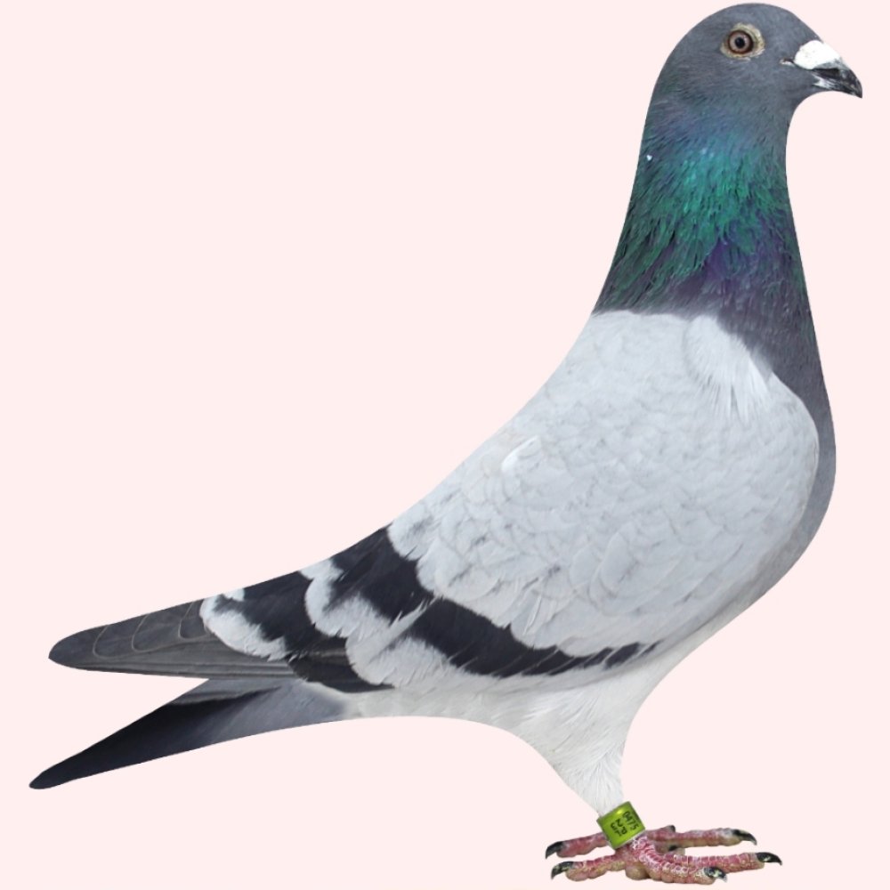 ADRIAN WIERZCHOWSKI - MISTRZ POLSKI KAT. A MŁODE