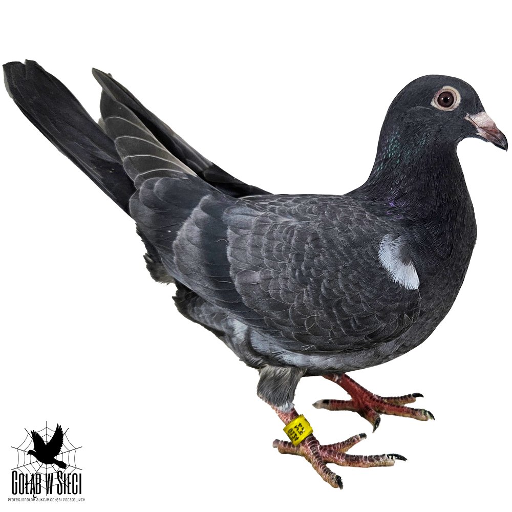 | DZIECKO ROZPŁODOWCA "1358" ORG. RAINER PUTTMANN - LINIA "KLEINE DIRK" / "GOLIATH 406" | DZIECKO SAMICY ROZPŁODOWEJ "5114" ORG. KOSTORZ & ŻÓŁKIEWICZ - 100% DETLEF HEYER | SIOSTRA TEGO GOŁĘBIA JAKO ROCZNA ZDOBYŁA 10KONK. |