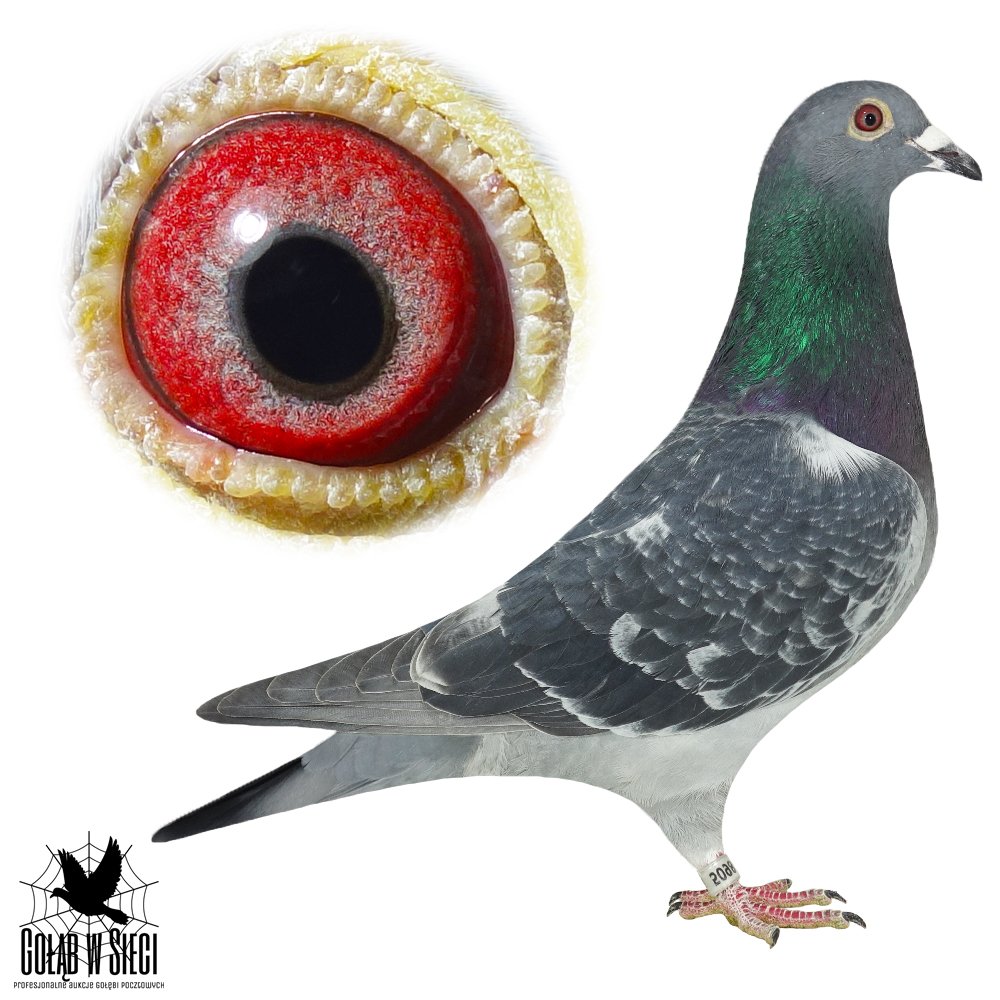 RAFAŁ & IGOR LISOWSKI (1)