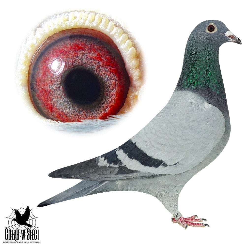 JACEK STEFAŃSKI (2)