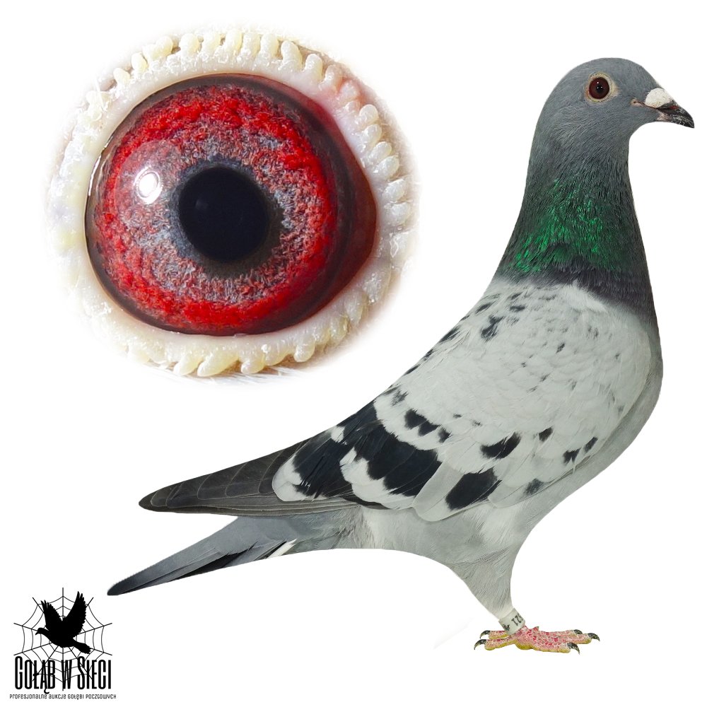 CÓRKA BAZOWEGO 6660