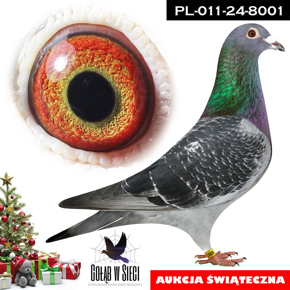 ROBERT JAWOROWSKI - I V-CE MISTRZ POLSKI 2024R KAT. GMP | PEŁNY BRAT WSPANIAŁEJ LOTNICZKI "1422" - PODSTAWOWA SAMICA LOTOWA W DRUŻYNIE GENERALNEGO MISTRZOSTWA POLSKI - ZDOBYŁA 13/13KONK. / NAJLEPSZA DOROSŁA SAMICA ODDZIAŁU 011 W SEZONIE 2024 | PEŁNY BRAT SUPER ROCZNEJ "9037" - W SEZONIE 2024 JAKO ROCZNA ZDOBYŁA 10KONK. | WNUK SUPER LOTNICZKI "8089" - WYNIK W KAT. SPORT B ZA DWA LATA - 21COEFF. |