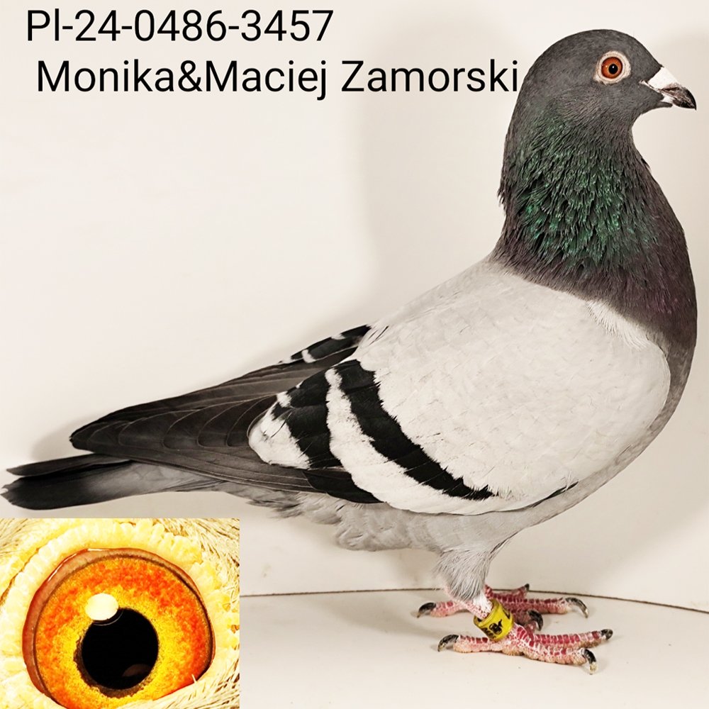 DARCZYŃCA: MONIKA & MACIEJ ZAMORSKI