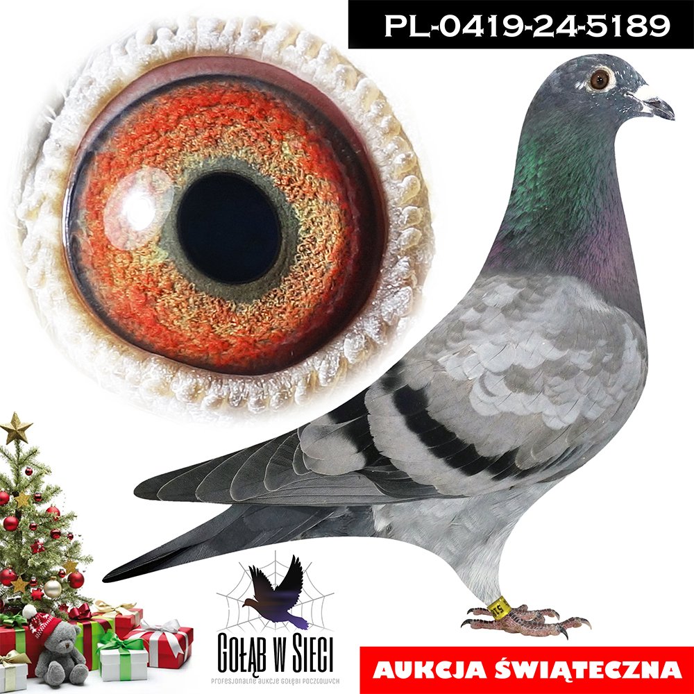 ANDRZEJ WARCHOŁ | SYN WSPANIAŁEGO LOTNIKA "IMPERIALNY 1836" - NAJLEPSZY LOTNIK POLSKI W KONKURSIE REDAKCJI HODOWCA 2024R - KAT. SAMCE DOROSŁE | NAJLEPSZY LOTNIK ODDZIAŁU DĘBICA 2024 - 14/14KONK. - 6 238K/KM !! / 2 AS OKRĘGU RZESZÓW 2024R | SYN WSPANIAŁEJ LOTNICZKI "SZEFOWA 1708" - 2 AS ODDZIAŁU DĘBICA / 3 AS OKRĘGU RZESZÓW - 14KONK. - 6 458K/KM !! | WNUK NAJLEPSZEGO GOŁEBIA ROZPŁODOWEGO HODOWLI "STEFAN 1280" - 100% HANS GRZESCHIK |