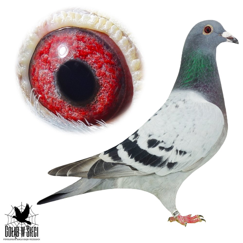 LINIA 'OLYMPIADE 008'