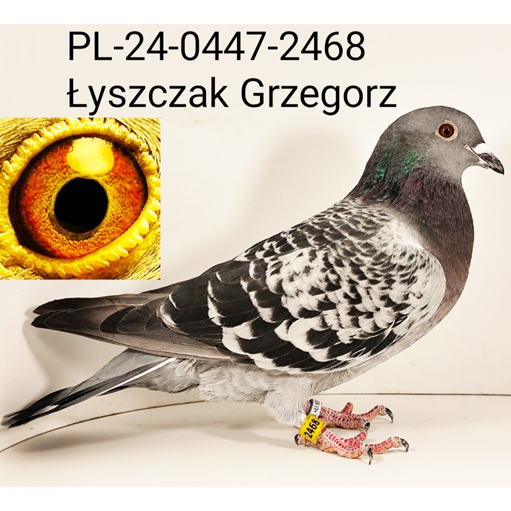 DARCZYŃCA: GRZEGORZ ŁYSZCZAK - NR 2