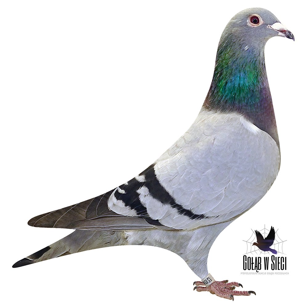 DZIECKO '1512 X 6683'