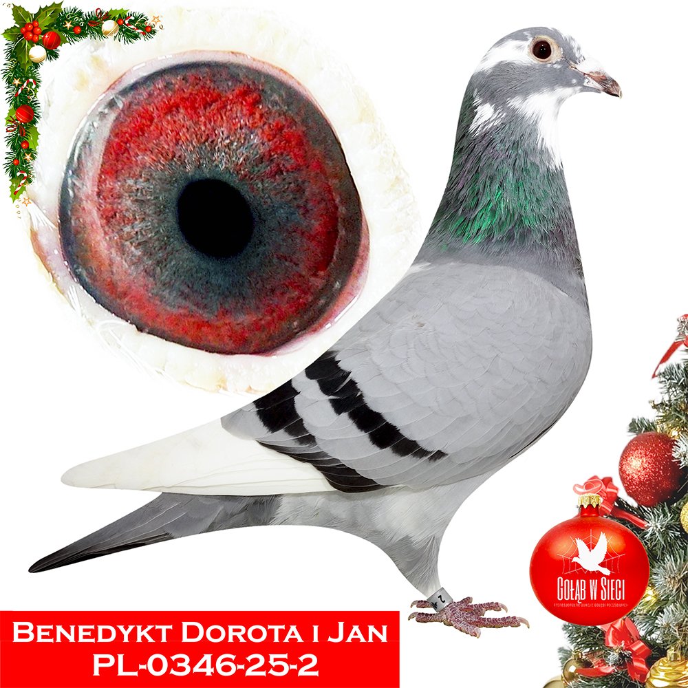 BENEDYKT  JAN & DOROTA