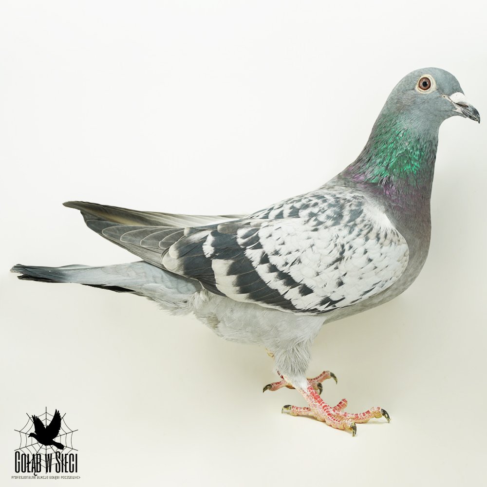 | WNUK NAJLEPSZEGO GOŁĘBIA ROZPŁODOWEGO HODOWLI "1079" | SYN LOTNICZKI "910" - 2022R - 8KONK. - JEST ONA WNUCZKĄ SUPER LOTNIKA "LAKI LUK 2829" - 8AS POLSKI W KAT. B 2020R |