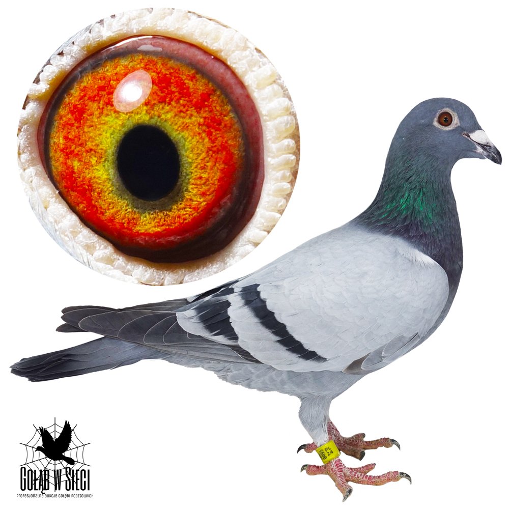 | 100% LUBOMIR KUBACEK / SYN ROZPŁODOWCA "3147" ORG. LUBOMIR KUBACEK - SYN OLIMPIJKI "LUCKY 13" ORAZ WNUK "HUGO BOSS" HARDY KRUGER !! | SYN SAMICY ROZPŁODOWEJ "4683" ORG. LUBOMIR KUBACEK - JEST ON WNUKIEM SUPER LOTNIKA "BLACK DIAMOND" HARDY KRUGER ORAZ "MISS TATRA" - 1 KONKURS NA WG TATRA | WNUK SUPER ROZPŁODOWCA "BLACK HARDY" ORG. HARDY KRUGER - JEST ON OJCEM M.IN.: "1699" - 3RD NAT. SUPER ACE 2018 |