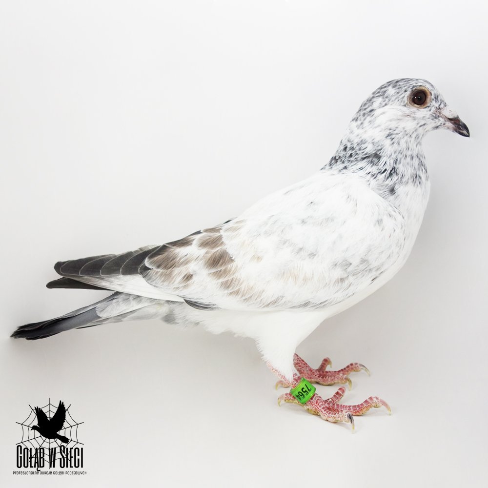 | ORG. ANDRZEJ & DAWID CISAK - 0170 KAZIMIERZA WIELKA | SYN BARDZO DOBREJ LOTNICZKI "9164" - M.IN.: 1/4435SZT - 532KM. W 2023R - 9KONK. | WNUK SUPER LOTNICZKI "212866" - 2015R - 11KONK. / 2014R - 9KONK. |