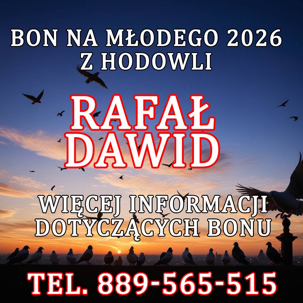 RAFAŁ DAWID
