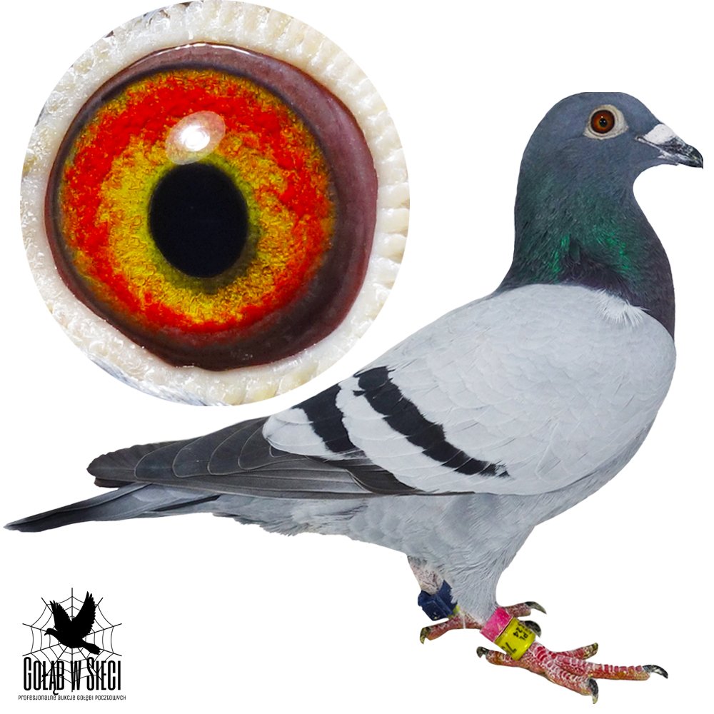 DARCZYŃCA: DARIUSZ CZAPLA - NR 2