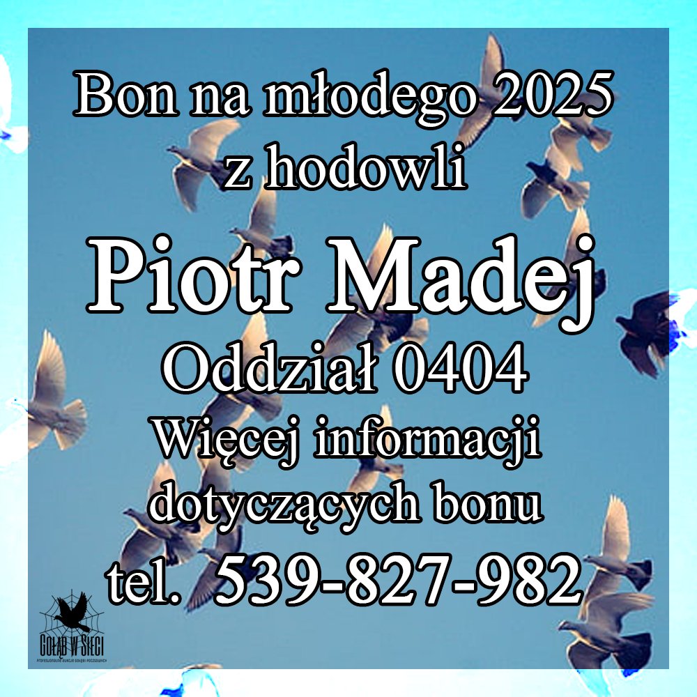 DARCZYŃCA BONU: PIOTR MADEJ / PZHGP 0404 SKAŁA