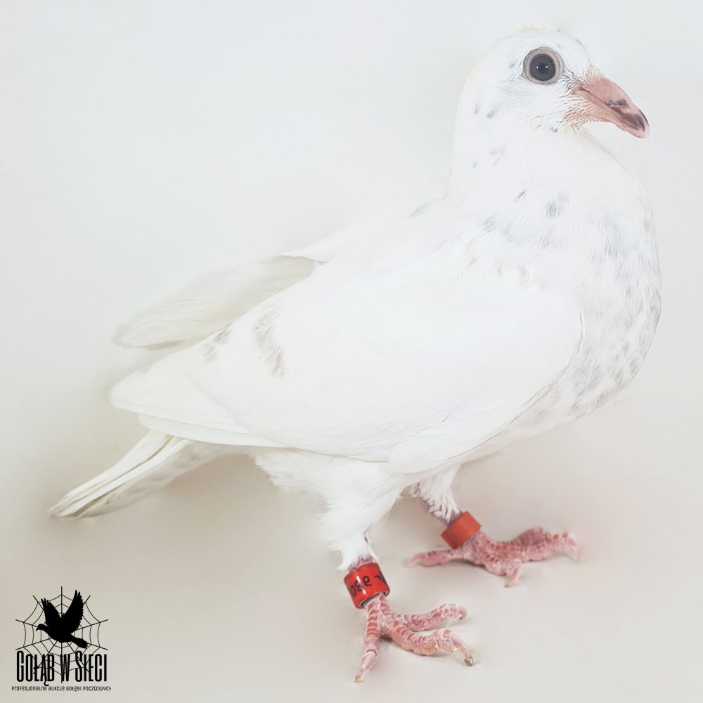 SYN "1756" - INBRED "VOS 94" I. K. D. ŁEPUCH | 50% I. K. D. ŁEPUCH / 50% MARTIN VAN ZON |