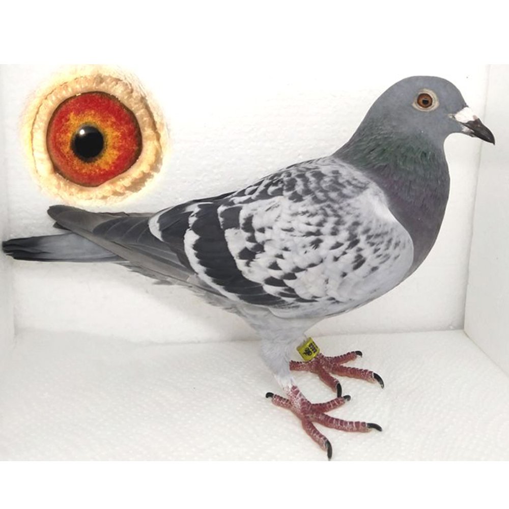 DARCZYŃCA: DANIEL ROZMUND