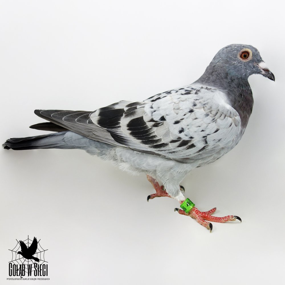 | CÓRKA KAPITALNEJ LOTNICZKI "3334" ORG. MUSIK PIOTR - W SEZONIE 2022 - 14/14KONK. 1AS ODDZIAŁU / 2AS REJONU RADZIONKÓW! ZDOBYŁA M.IN.: 1, 3, 3, 4, 4, 5.. | CÓRKA PODSTAWOWEGO ROZPŁODOWCA "TRÓJKA" ORG. MUSIK PIOTR - WNUK "8340" - 1AS POLSKI WYCZYN |