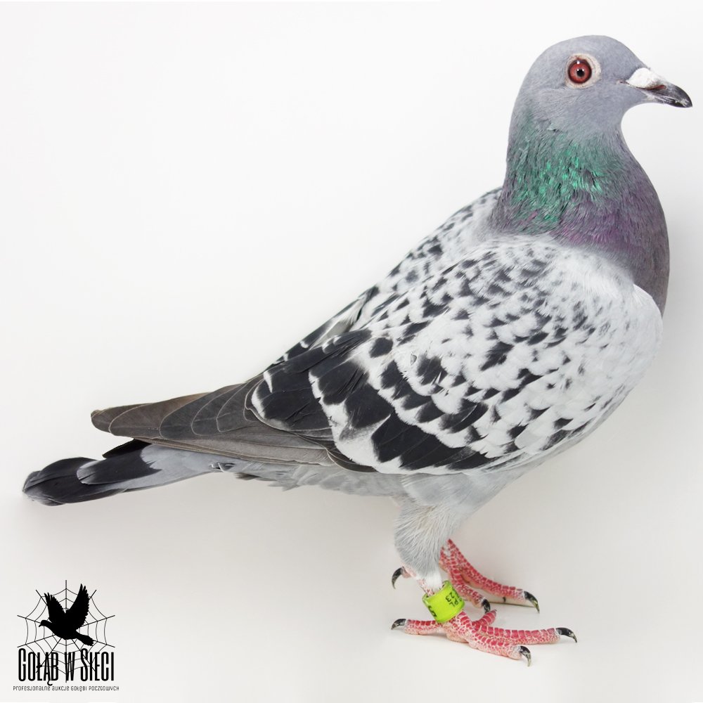 | ORG ZBIGNIEW KUKUŁKA - 0403 NOWE BRZESKO | DZIECKO SAMICY ROZPŁODOWEJ "2633" - PEŁNA SIOSTRA OLIMPIJCZYKA W KAT. H "2250" MARCINA KOBIELI - 10X 1KONKURS. | CÓRKA SUPER LOTNIKA "6685" - ZDOBYŁ 35KONK. - JEST SYNEM PODSTAWOWEJ SAMICY ROZPŁODOWEJ "10352"! 