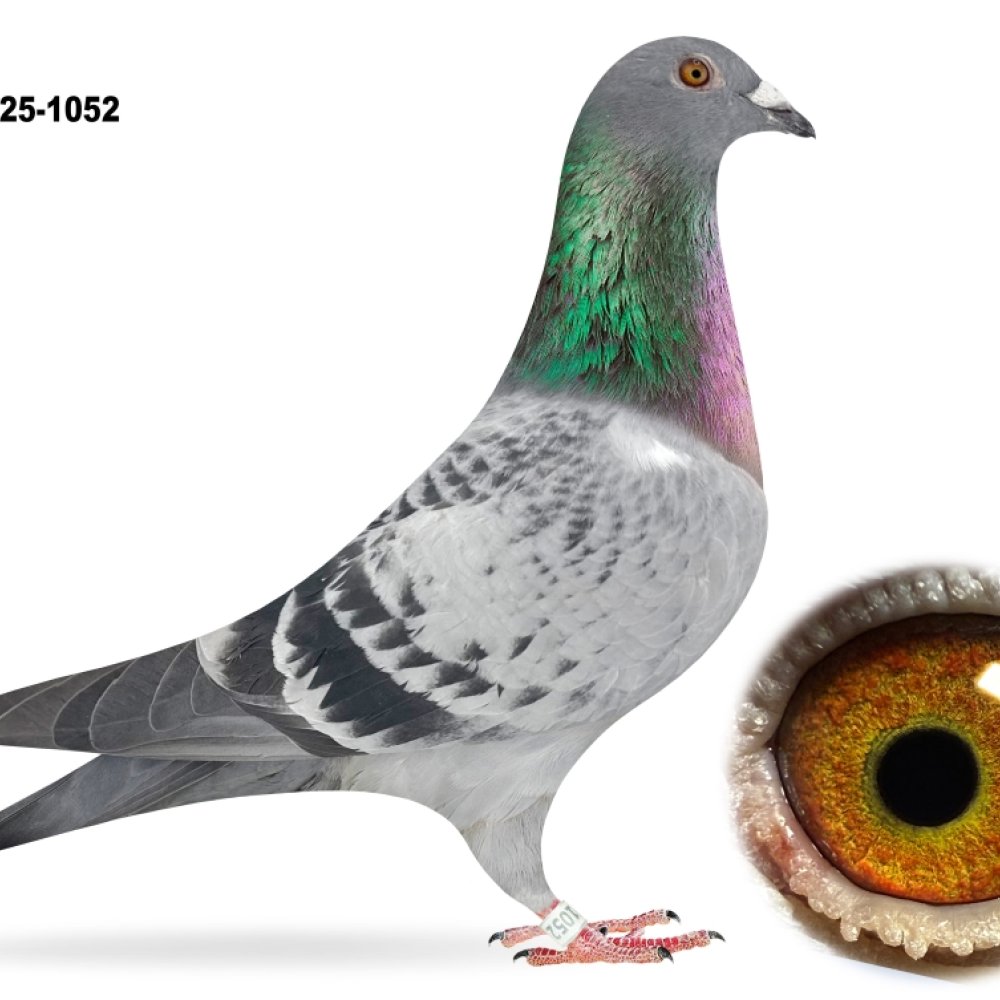 DARCZYŃCA: MARCIN & IWONA KUBICA