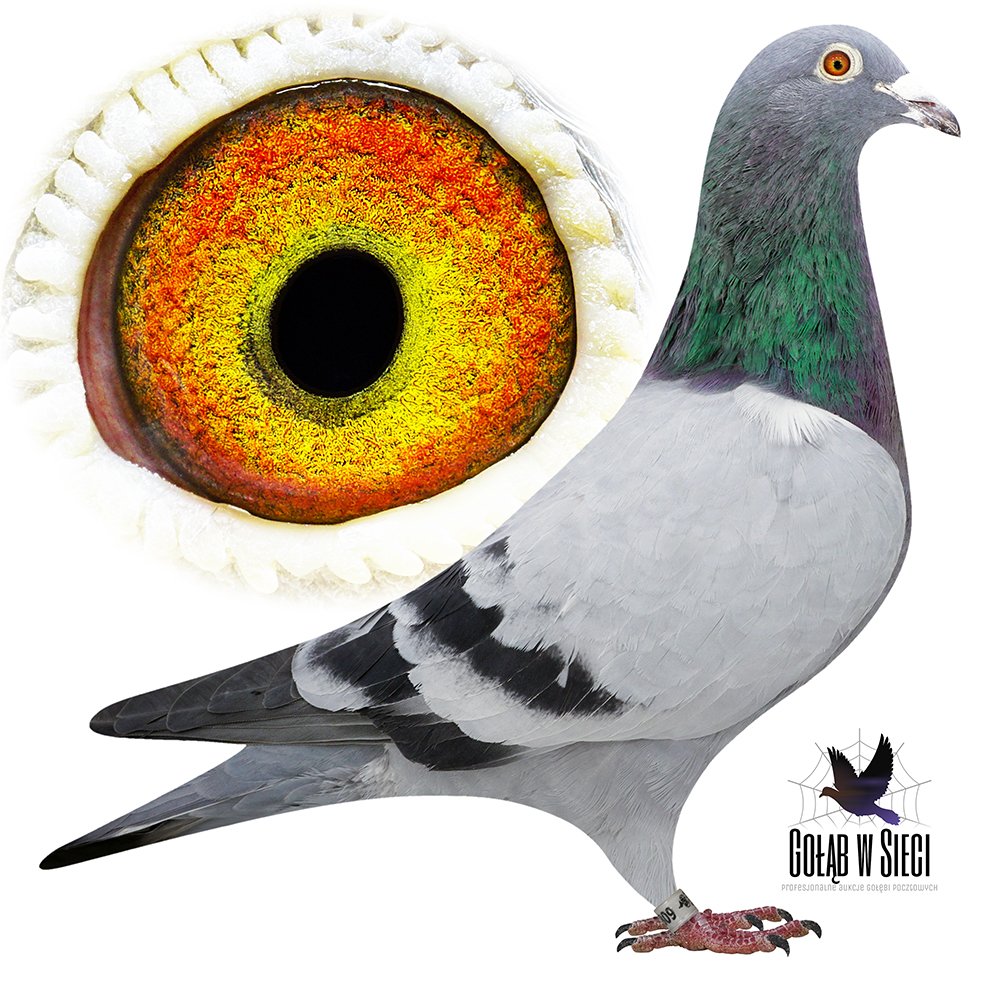 SYN 'PEARL PORSCHE 152'