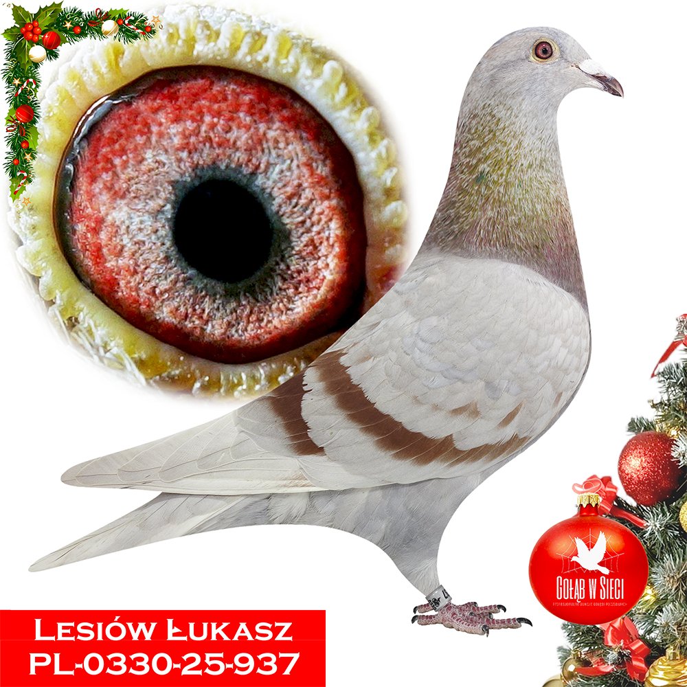 ŁUKASZ LESIÓW (PARA)
