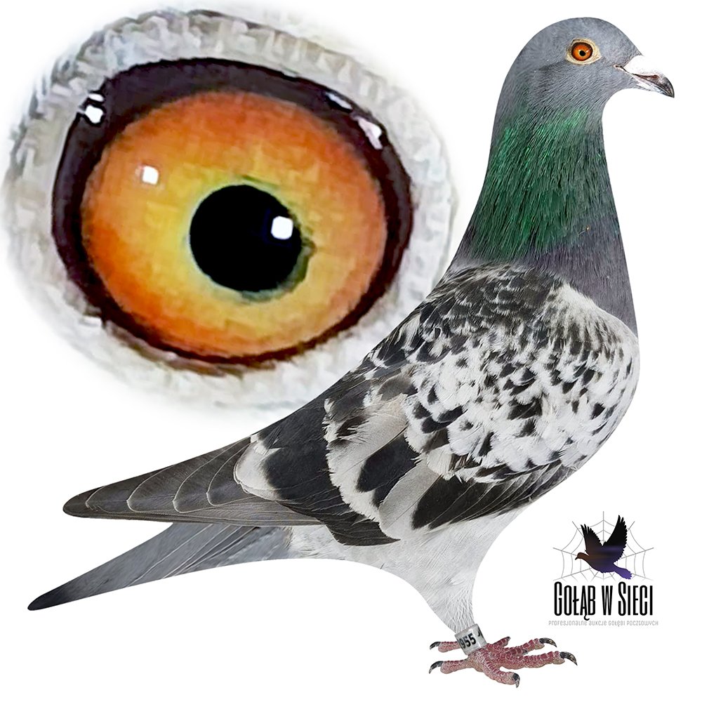 DOUBLE OLYMPIC 12955