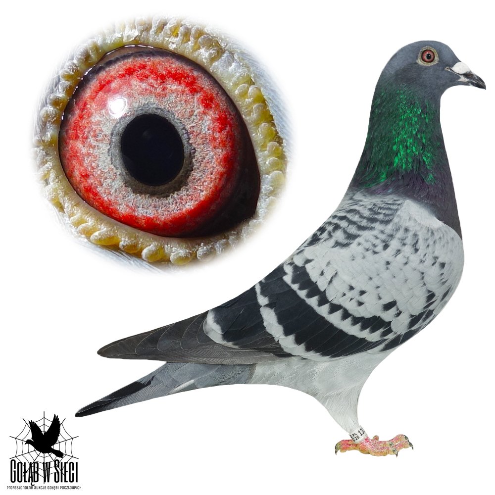 LINIA 8154 X LADY SUN