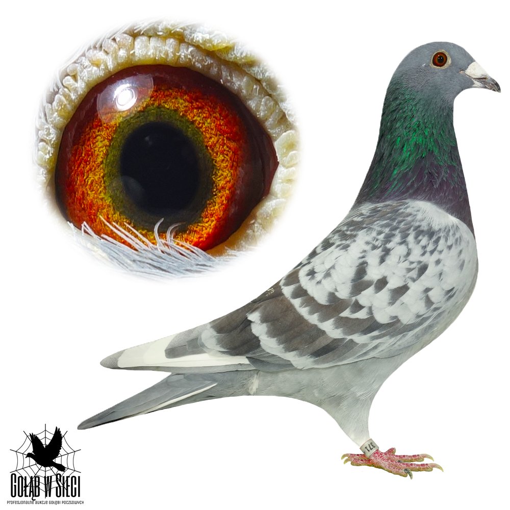 SIOSTRA 866 X 'IVAN'