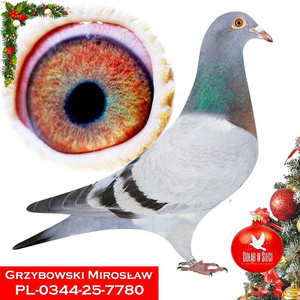 GRZYBOWSKI MIROSŁAW