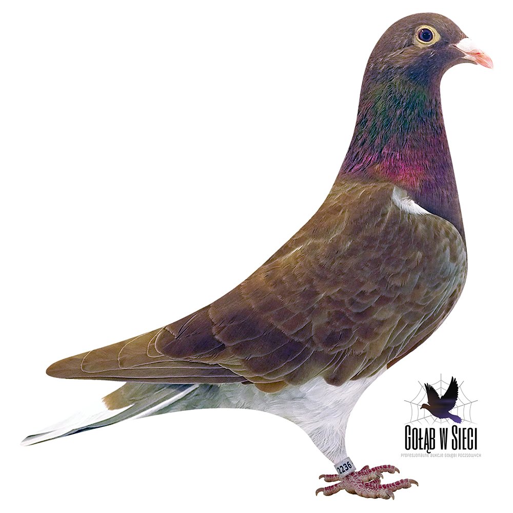 100% KOPYTKO A. S. P.