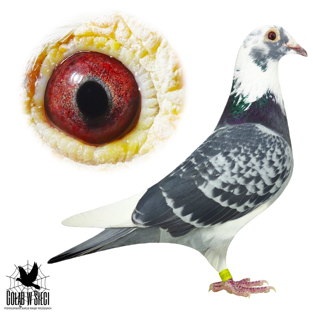 ORG. ŁUKASZ CHRABĄSZCZ