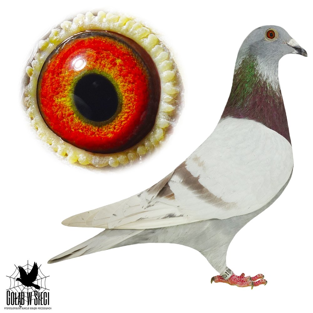 PRANGE X LEO HEREMANS