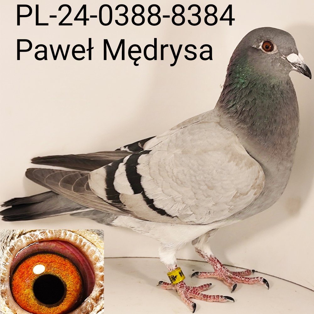 DARCZYŃCA: PAWEŁ MĘDRYSA