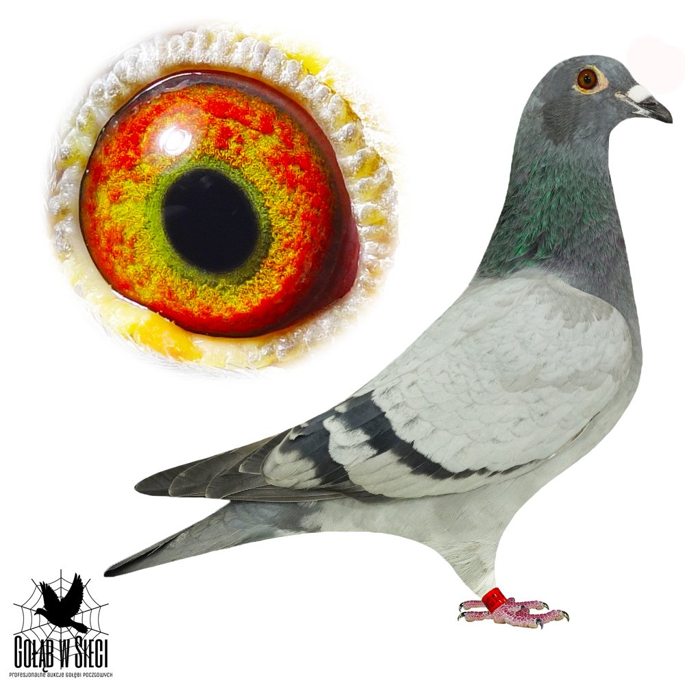 WNUCZKA 'DWÓCH ASIC'