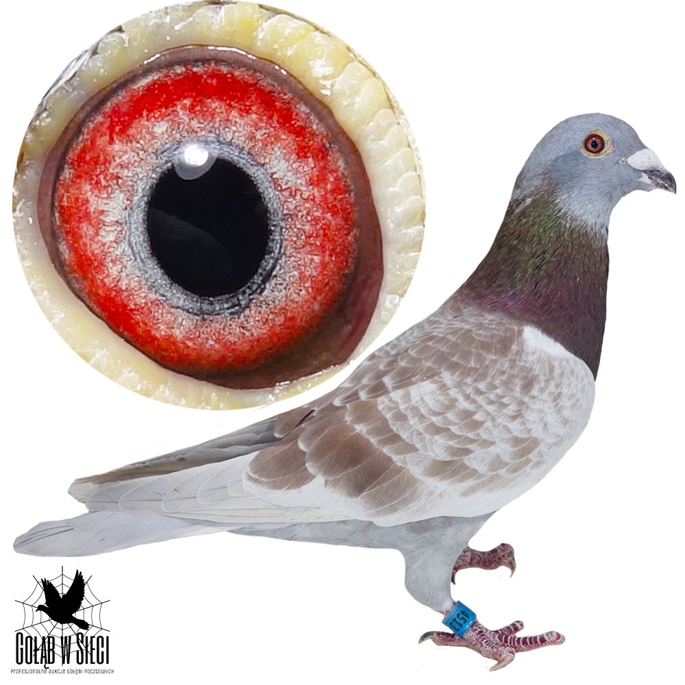 DARCZYŃCA: EDWARD & MAŁGORZATA PIETRUŚ - NR 1