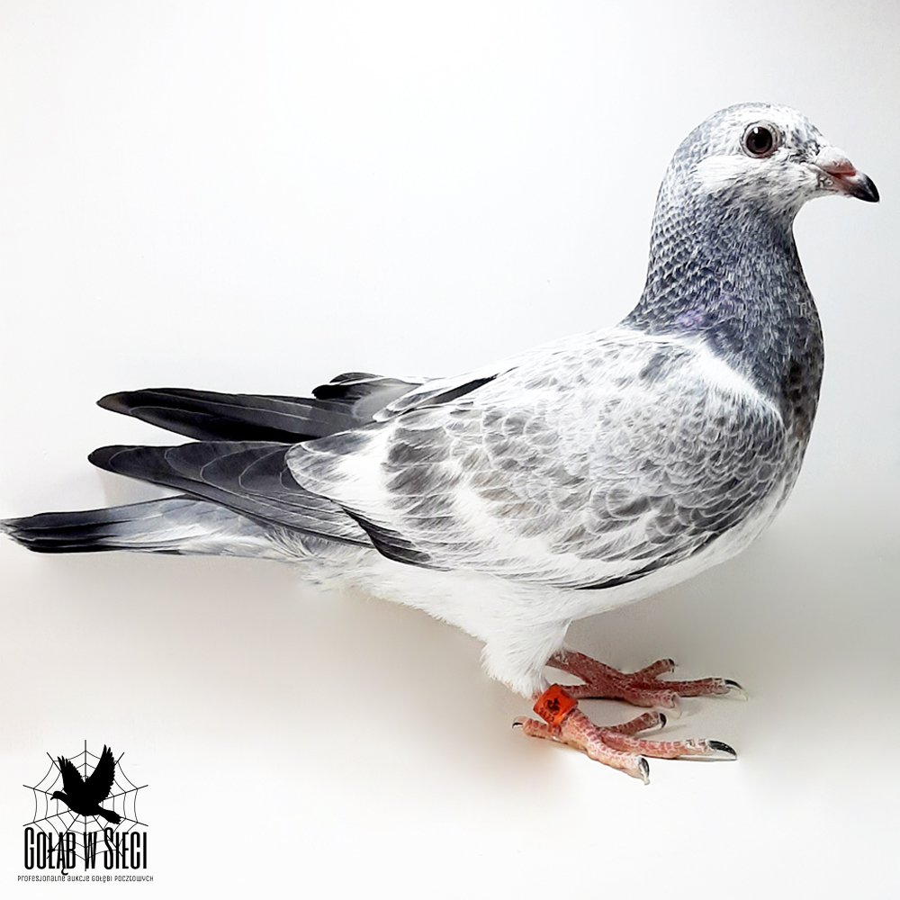 100% PAWEŁ MĘDRYSA | WNUK SUPER LOTNIKA "SZPAK 5979" - 38KONK/3LATA!! | WNUK SUPER LOTNIKA I ROZPŁODOWCA "965" - M.IN.: 1, 1, 2, 3, 3, 4, 5, 6, 9, 11.. |