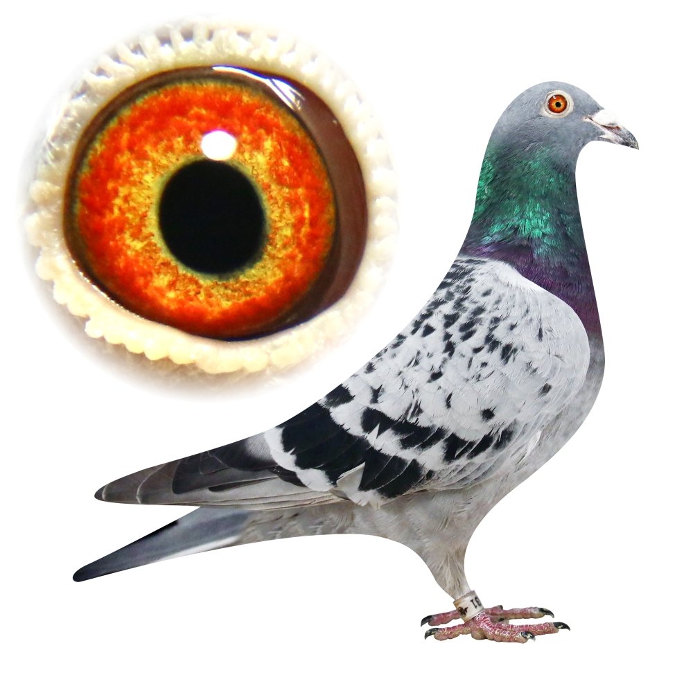 SYN 8829 / WNUK 2294