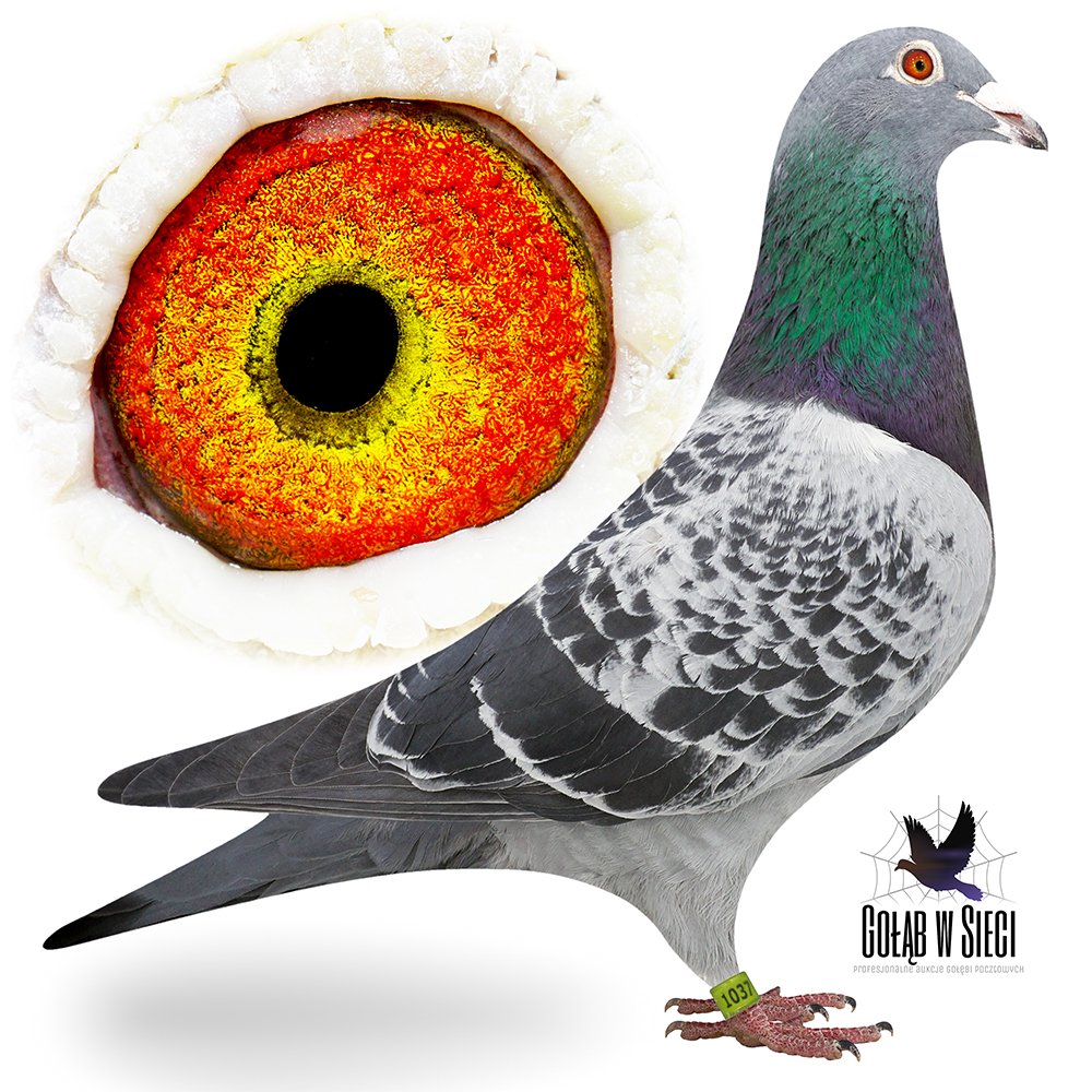 ORG. TADEUSZ KOWALCZYK