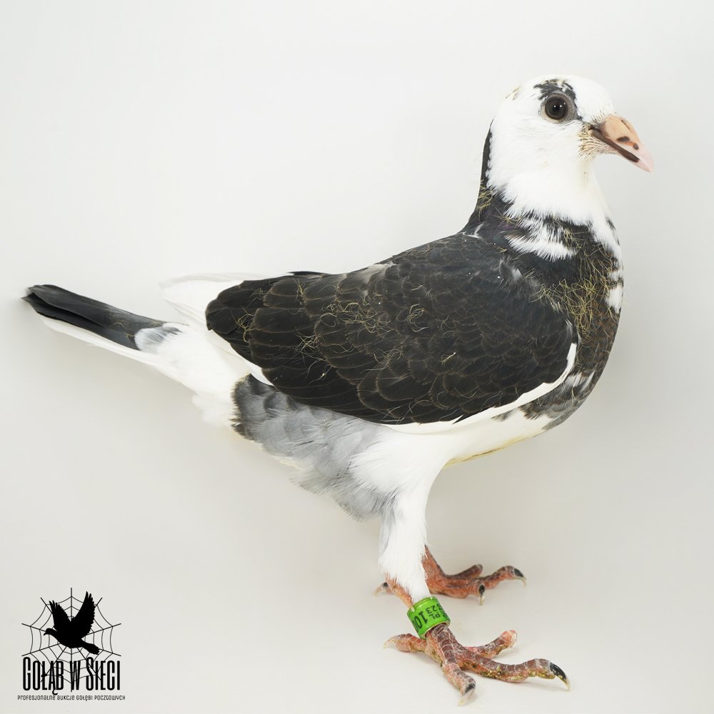 | WNUK PODSTAWOWEGO SAMCA ROZPŁODOWEGO "08-1543" ORG. JAN KLUMP - JEST OJCEM I DZIADKIEM WIELU PODSTAWOWYCH LOTNIKÓW! | DZIECKO "5361" - JEST ONA WNUCZKĄ PODSTAWOWEGO ROZPŁODOWCA HODOWLI "RUDY 286" |