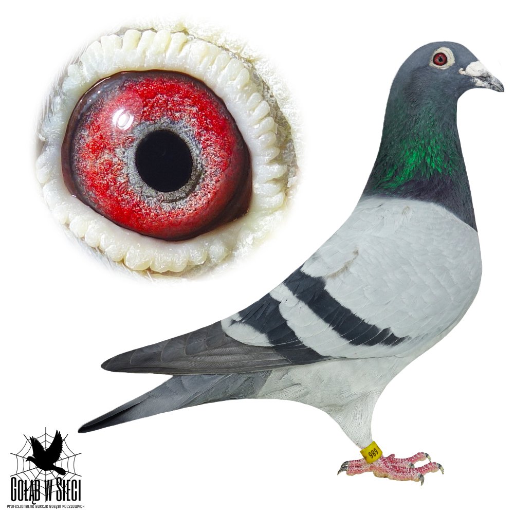 ORG. SG FANTY - KOZOK