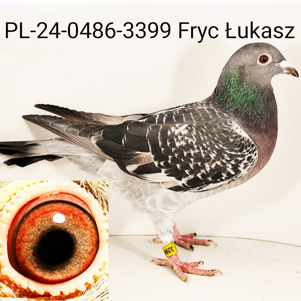 DARCZYŃCA: ŁUKASZ FRYC