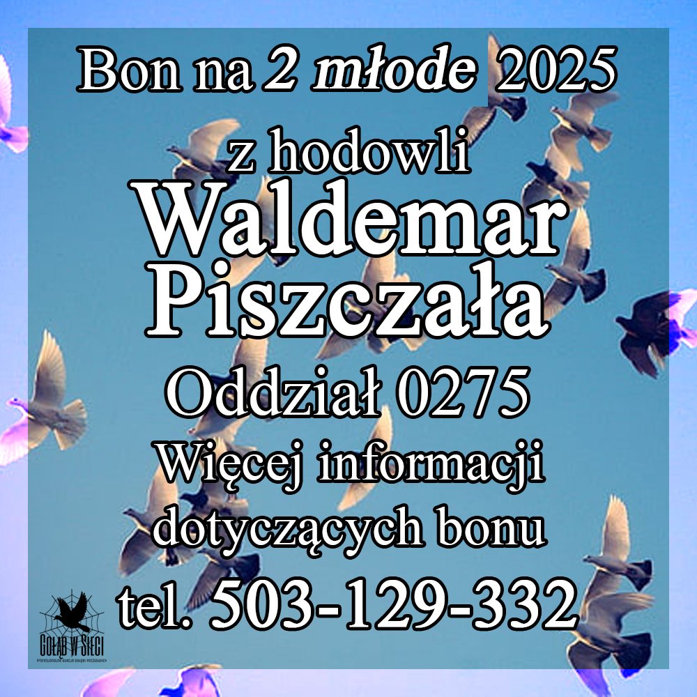 DARCZYŃCA BONU: WALDEMAR PISZCZAŁA / PZHGP 0275 RADOMSKO