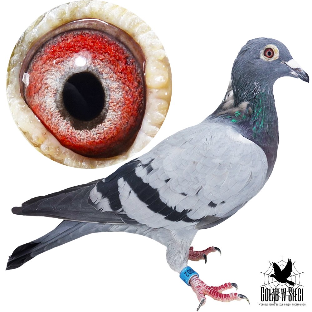 DARCZYŃCA: EDWARD & MAŁGORZATA PIETRUŚ - NR 2