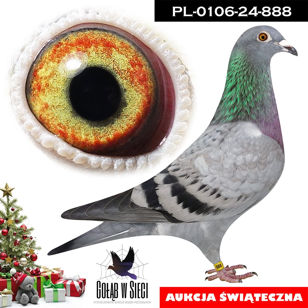 KRZYSZTOF KOKOT | CÓRKA WSPANIAŁEGO SPRINTERA "9018" - KAT. SPORT A (2023/24) - 20,64COEFF.  / 1AS OKRĘGU KATOWICE  - ZDOBYŁ M.IN.: 1/10385SZT - 325KM. / W SEZONIE 2023 - KAT. A - 2,80COEFF. / KAT. B - 4,50COEFF. / W SEZONIE 2024 - KAT. A - 4,25COEFF. / W SEZONACH 2023/24 ZDOBYŁ 20/21KONK. !! | CÓRKA KAPITALNEJ LOTNICZKI "LADY 3735" - ZDOBYŁA 60KONKURSÓW - SEZON 2022 (12KONK. - 9AS ODDZIAŁU) / SEZON 2024 - (11KONK) / SEZON 2020 (10KONK. - 8AS ODDZIAŁU)  WIELE CZOŁOWYCH M.IN.: 2, 3, 7, 11, 11, 11.. |
